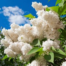 White Lilac Bushes