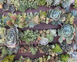 succulents displayed in a wooden pallet