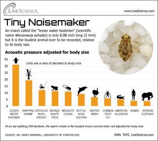 Dissecting Decibels: The Loudest Animals (Infographic) | Live Science