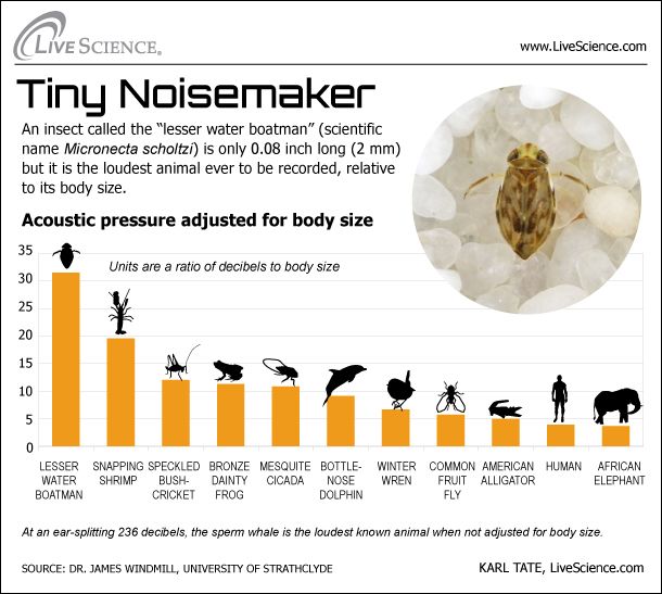 animal decibels