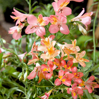 Alstroemeria High Society Mix Seeds at Suttons