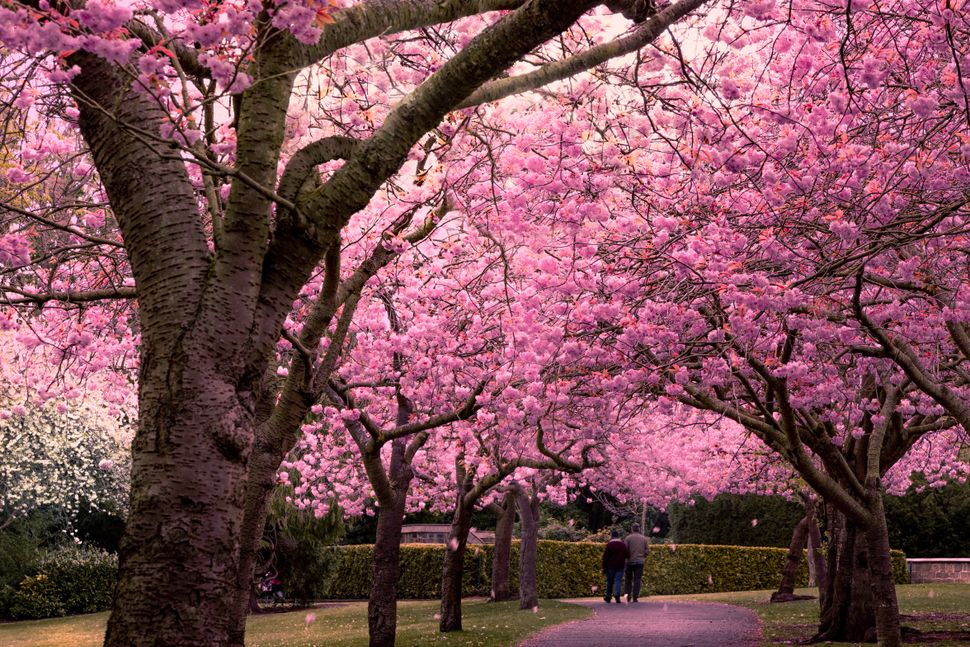 A Vision In Pink: Shoot Incredible Images Of Blossom 