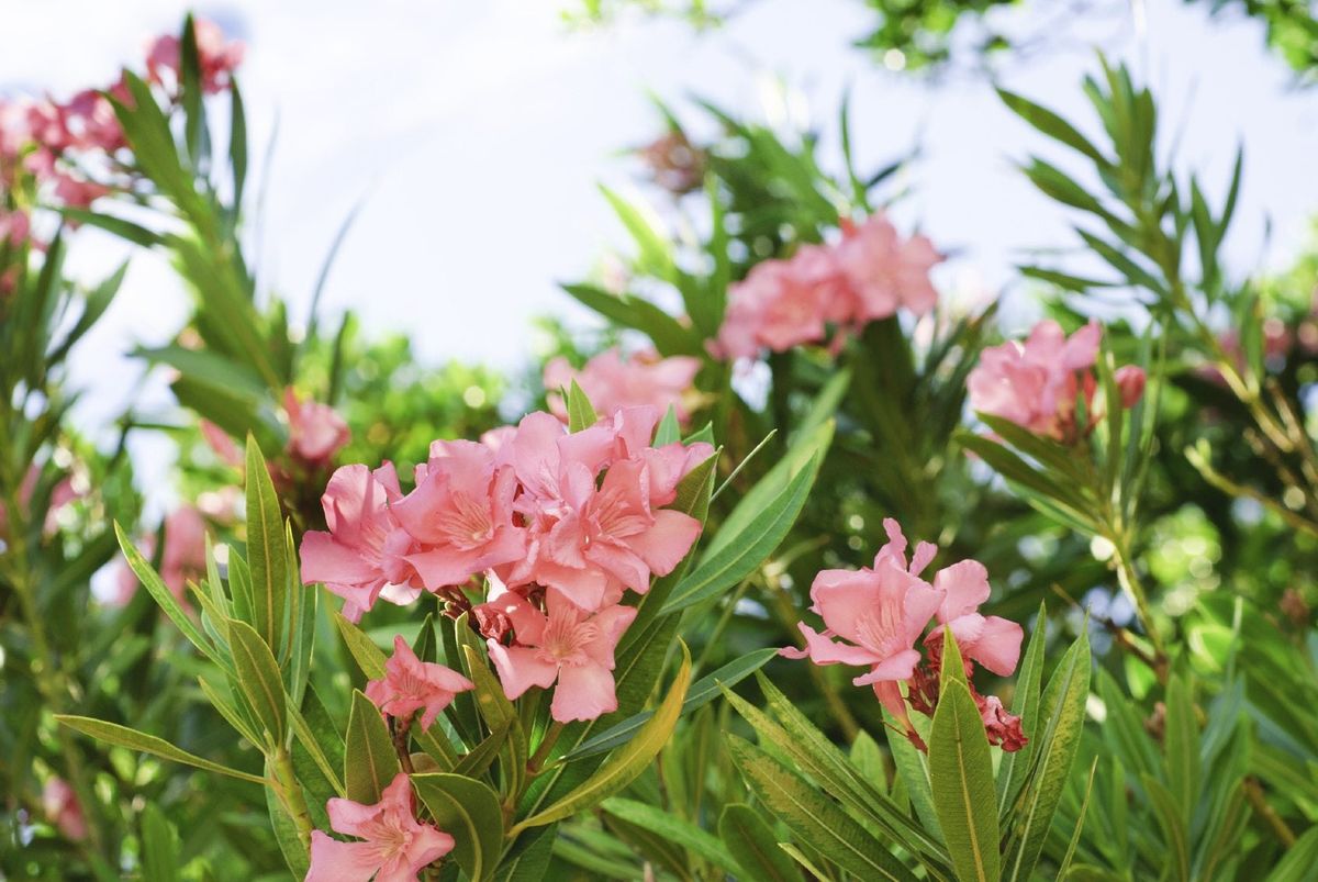 Getting Rid Of Oleander Plants Tips On Oleander Bush Removal
