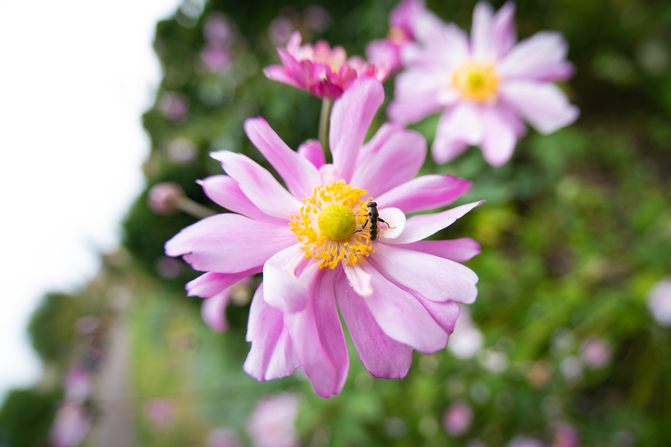 Sample image taken with the 7Artisans 10mm f/2.5 Fisheye Max lens using the Panasonic Lumix S9