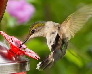 Female Ruby-throated Hummingbird Showing Patience At Feeder While Fattening For Migration