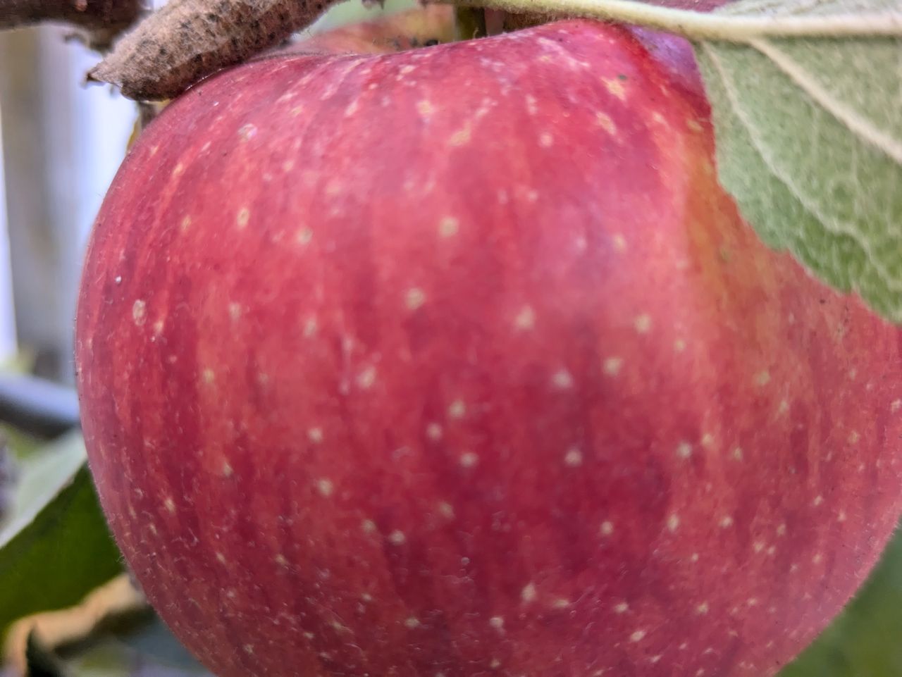 close-up of an Apple shot with a Pixel 8a