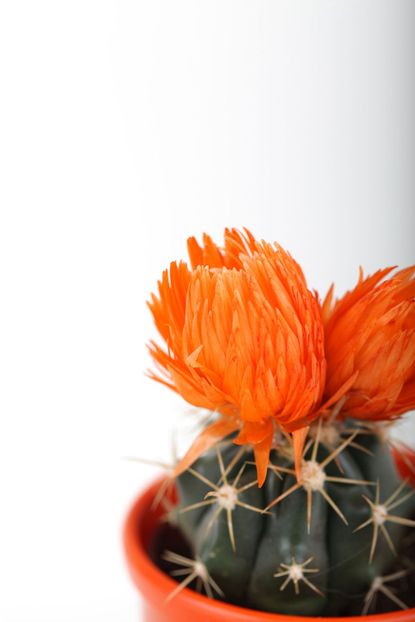 Small Potted Cactus With Orange Flowers
