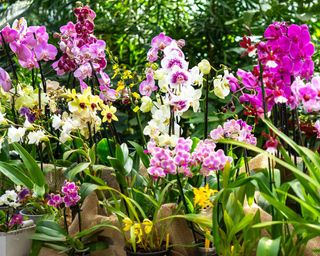 Different types of orchids displayed on table