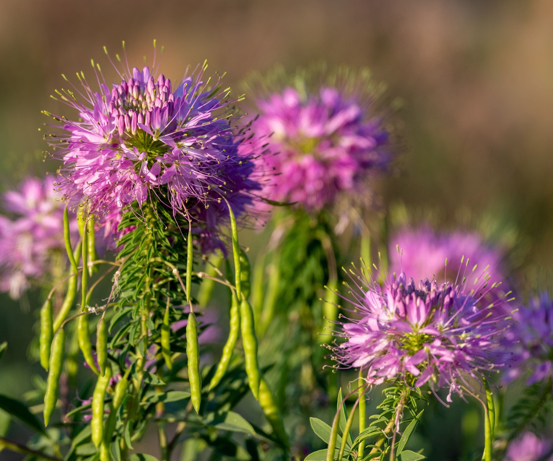 close up of pink Rocky Mountain bee plant