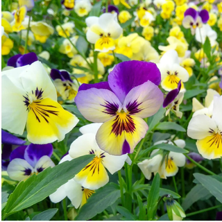 Everwilde Farms - 500 Swiss Giants Mixed Pansy Garden Flower Seeds - Gold Vault Jumbo Bulk Seed Packet