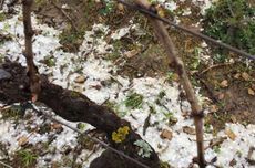 Hail stones in Domaine Gonon vineyards, m&acirc;caonnais