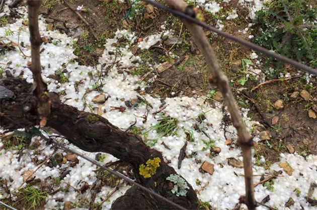 Hail stones in Domaine Gonon vineyards, m&amp;acirc;caonnais