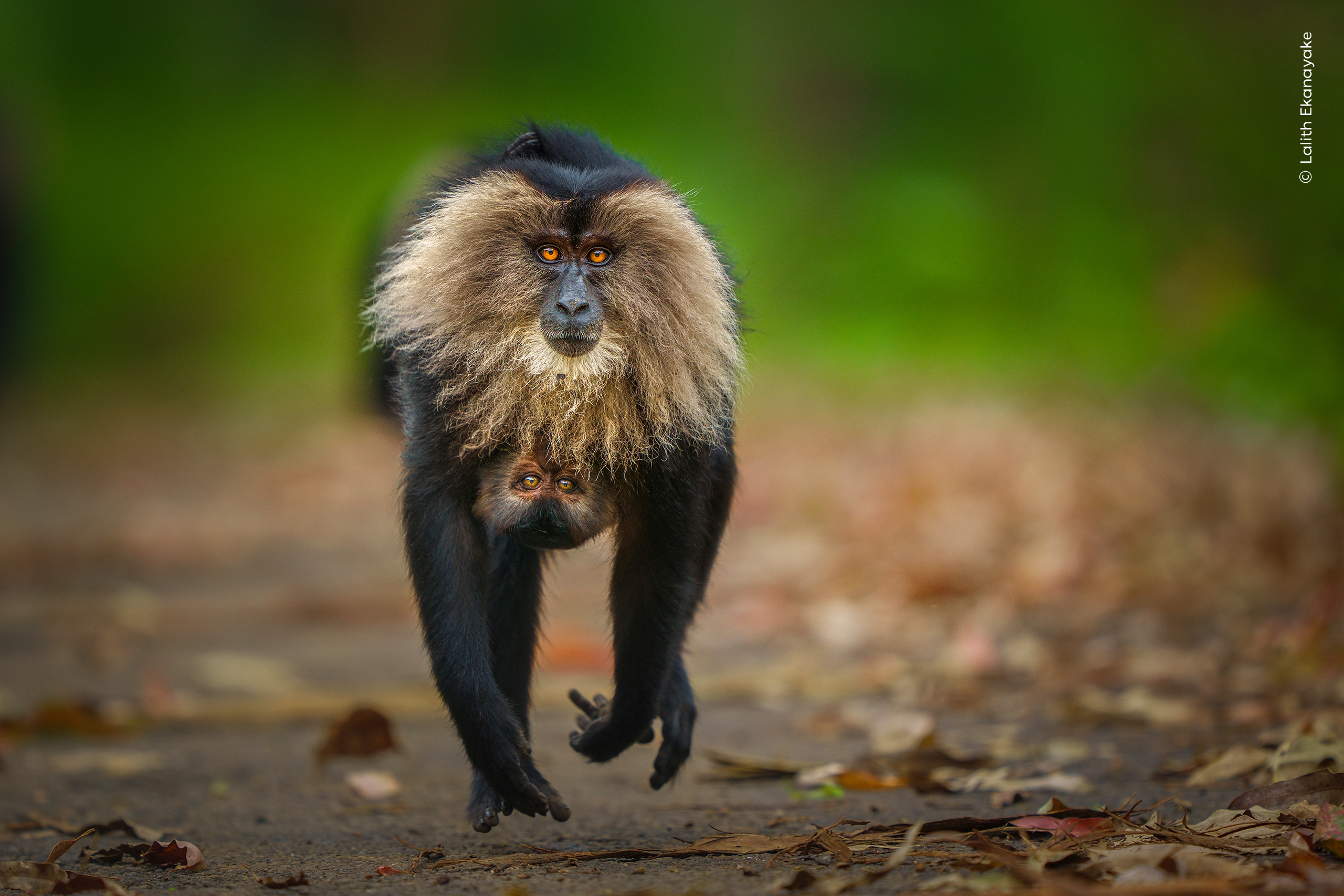 A curious lion-tailed macaque and its infant race along a path.