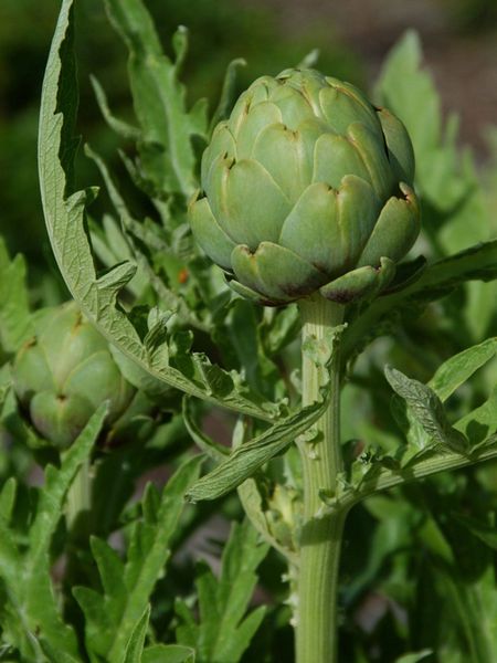 Imperial Star Artichoke Plants