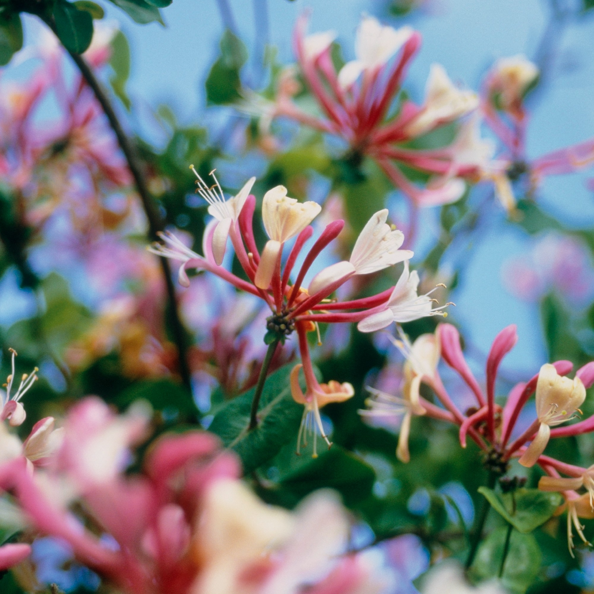 when-to-prune-honeysuckle-for-abundant-delicate-blooms-ideal-home