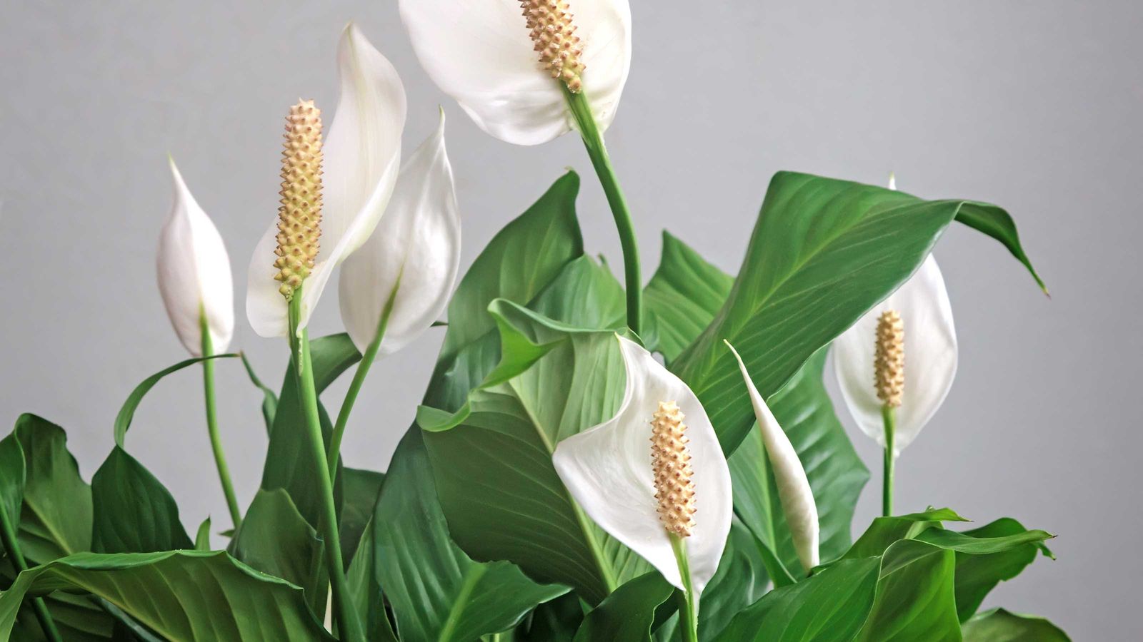How to repot a peace lily a stepbystep guide Gardeningetc