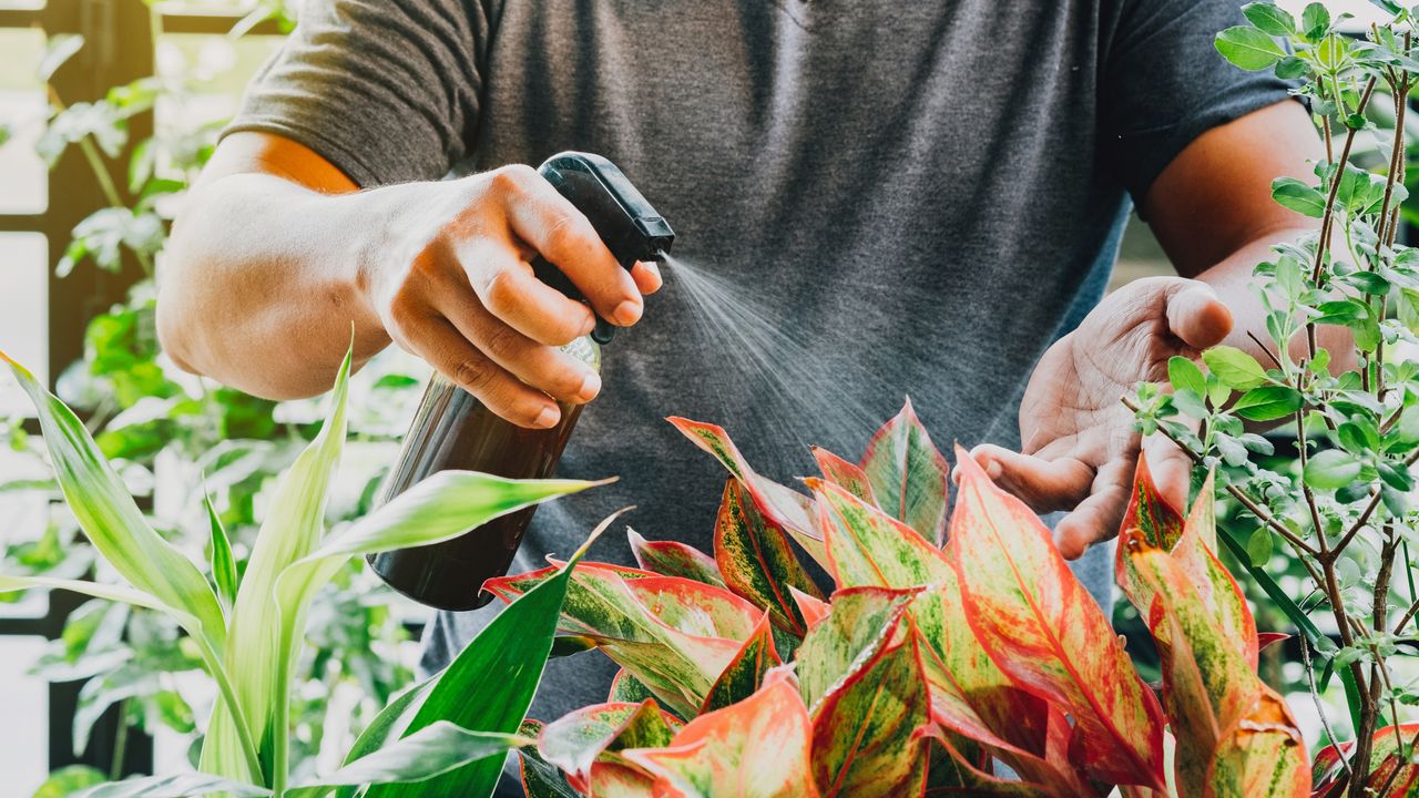 Misting plants