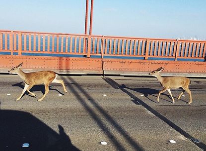 Watch a pair of deer deftly navigate rush-hour traffic on the Golden Gate Bridge