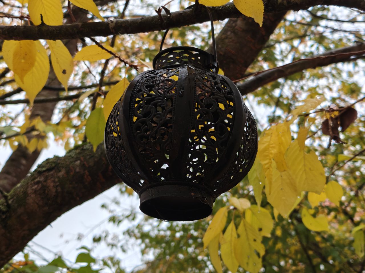 A lamp hanging from a tree