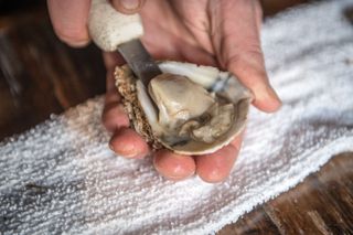 A freshly shucked oyster