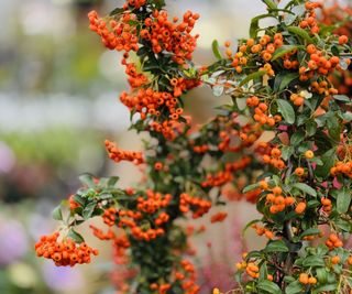 Orange berries on a firethorn bush