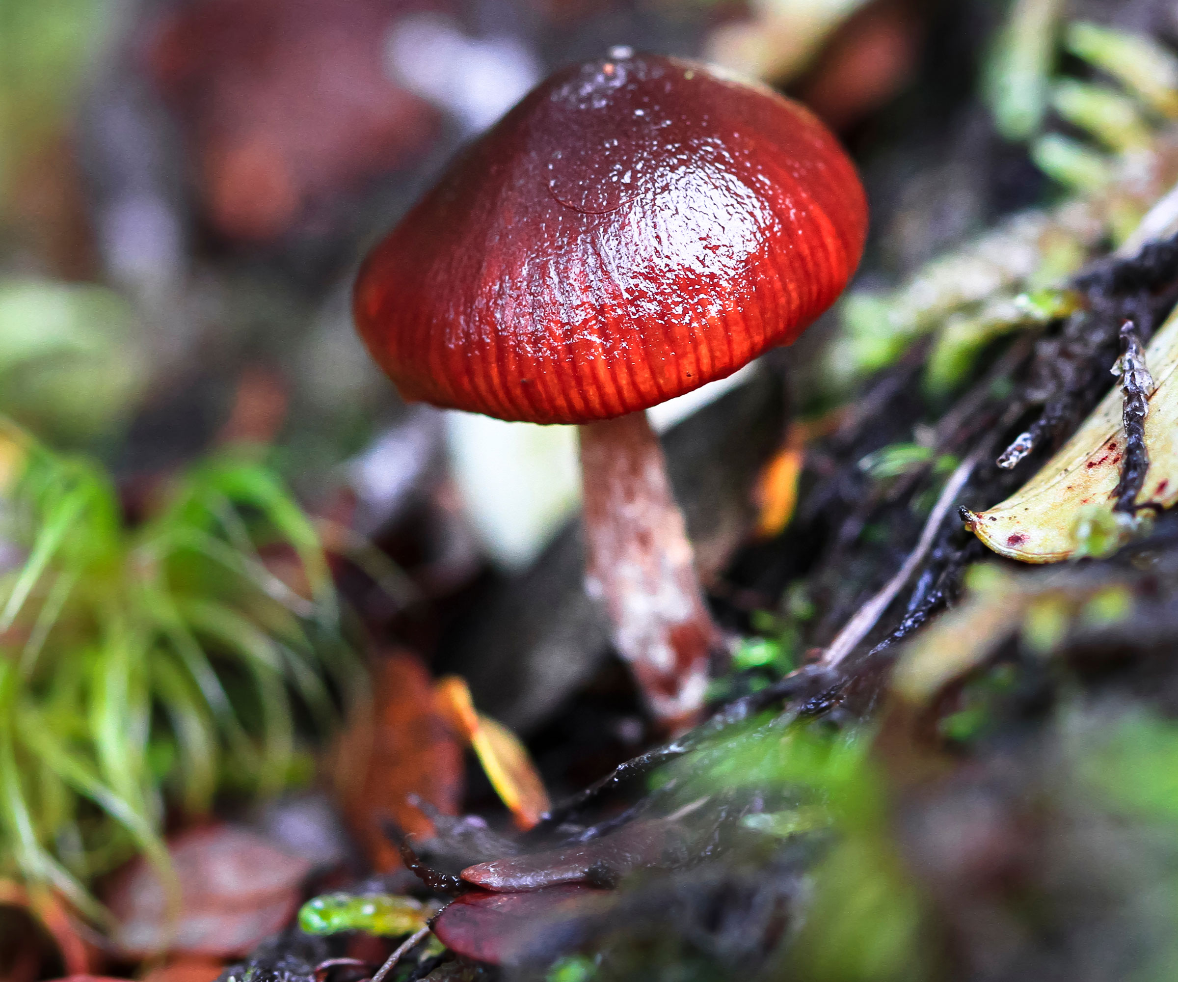 wine cap mushroom growing on soil