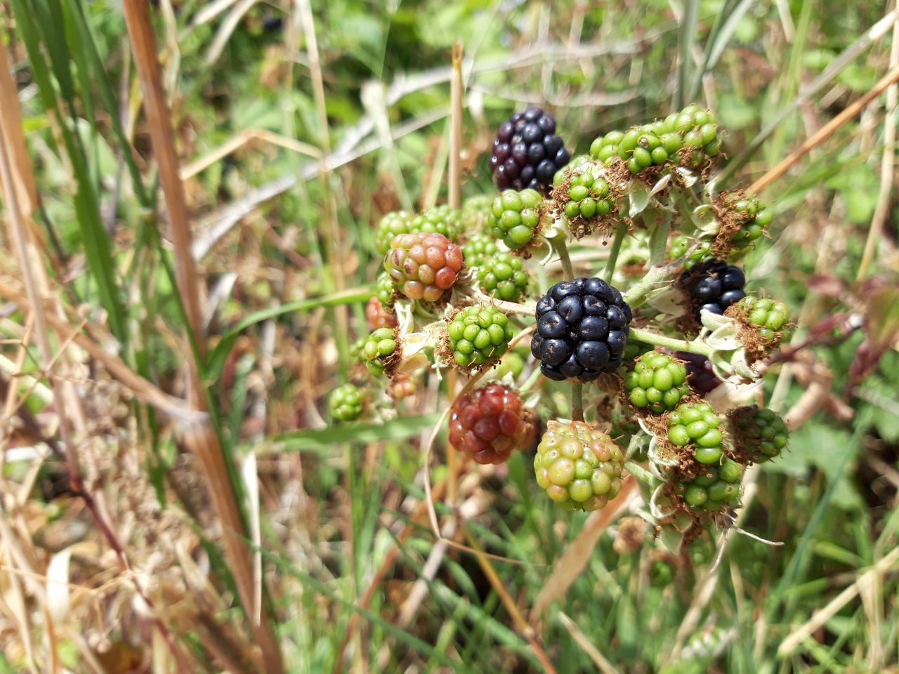 Give the A6 time to focus and you can take some lovely nature close-ups.