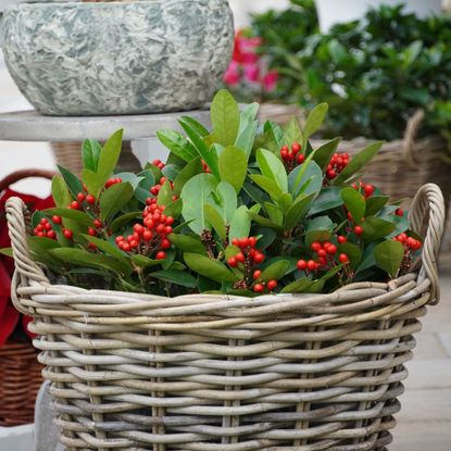Skimmia japonica plant with red berries growing in basket planter with handles
