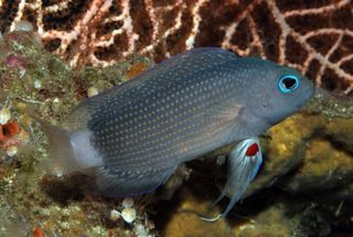 Manonichthys adult new dottyback, one of nine new species identified through Conservation International’s Bali Rapid Assessment Program.