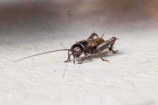 House cricket on floor
