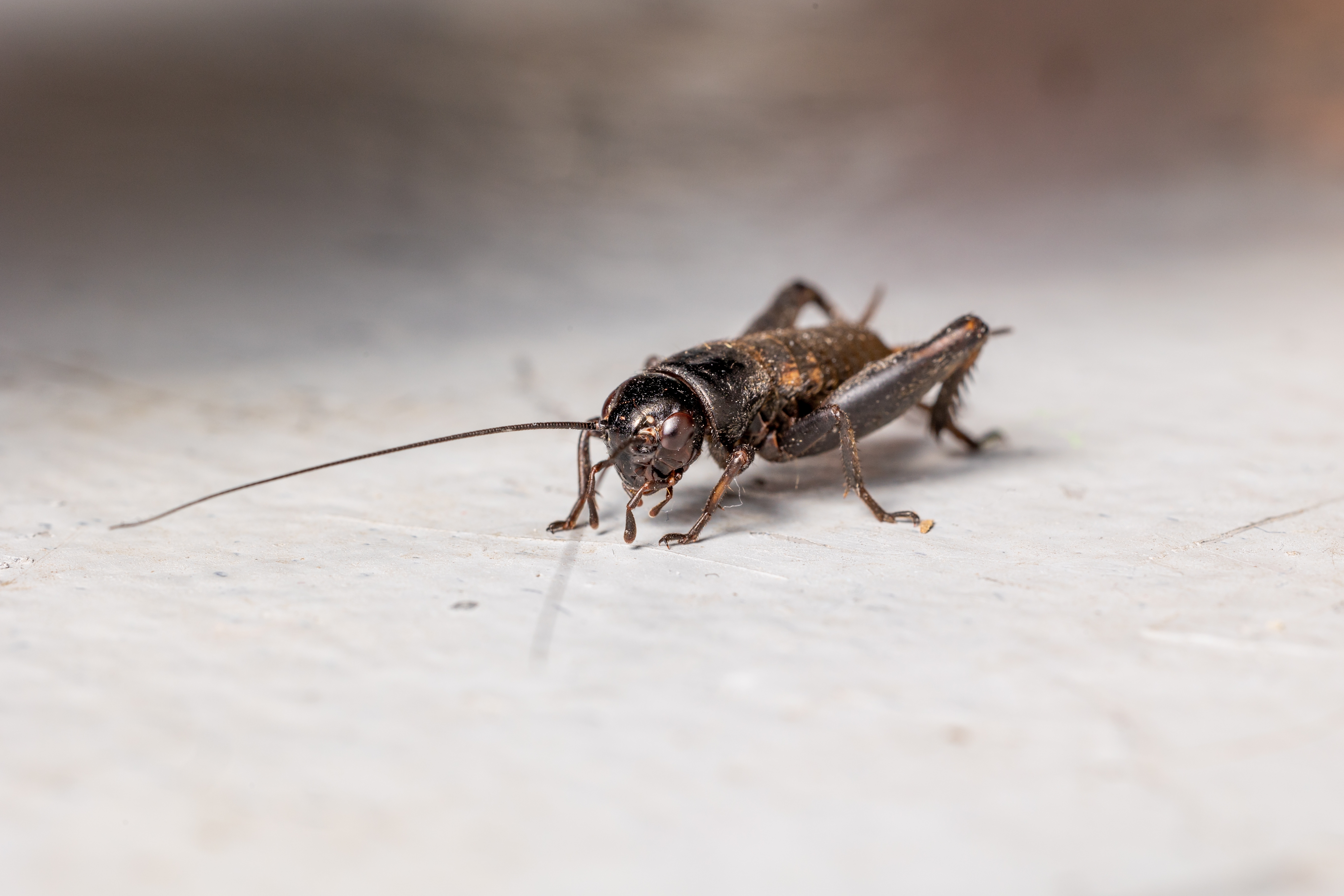 House cricket on floor
