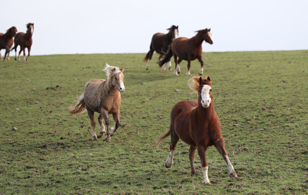The breeding plan