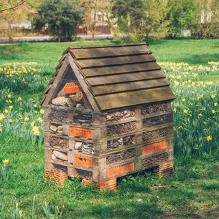 Bug hotel in a large garden with yellow daffodil blooms