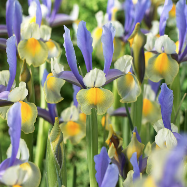 Van Zyverden Miss Saigon Dutch Iris Bulbs