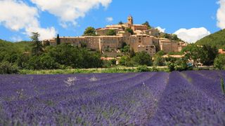 Lavender fields in Provence