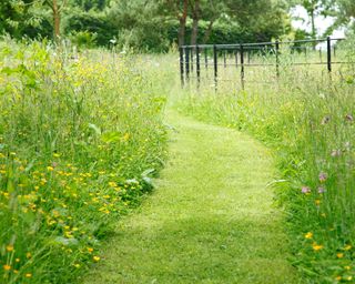 An example of sloping garden ideas showing a lawn with a grass pathway running through wild flowers