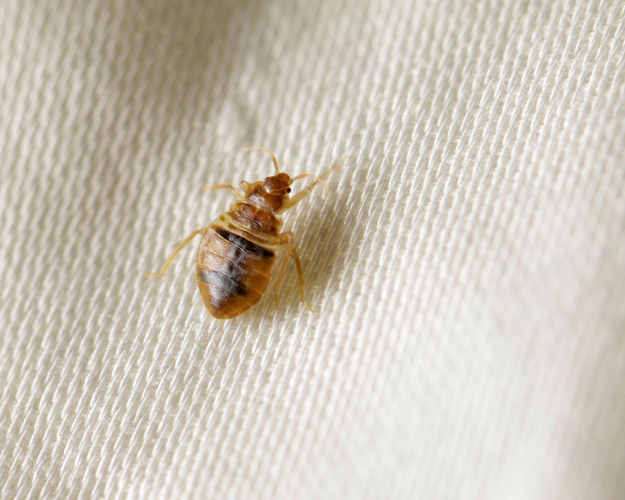 bed bug on white fabric