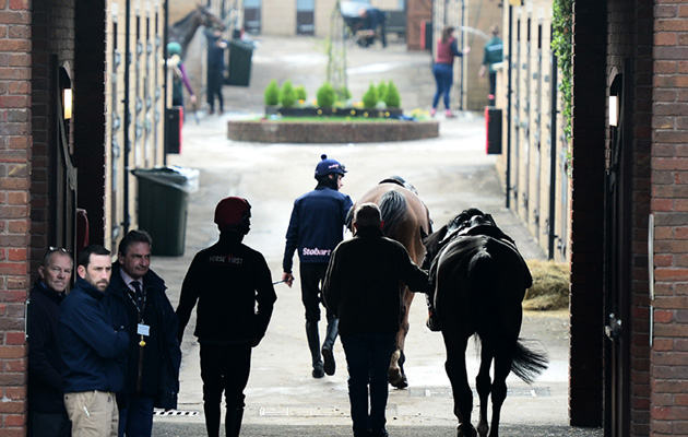 Horses make their way back to the stables