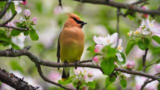 Cedar waxwing