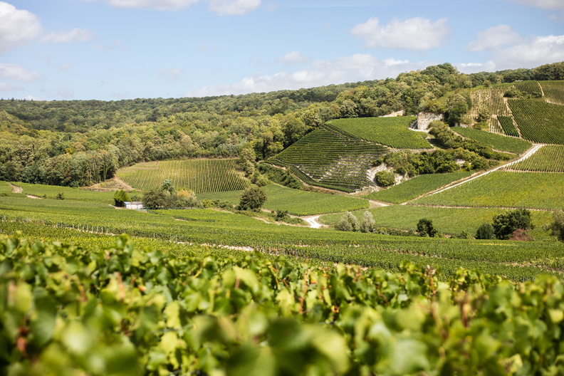 A field in Champagne.