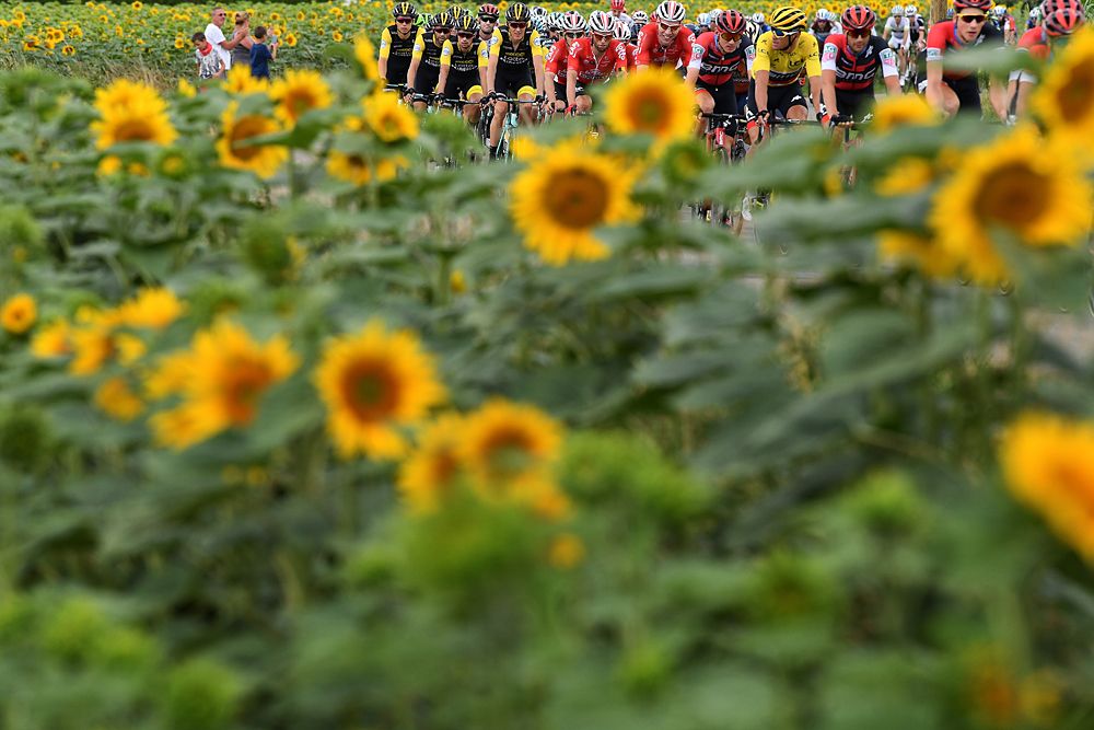 The peloton races passed sunflower fields at the Tour de France