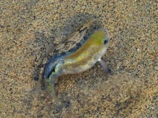 nps-11-salt-creek-pupfish-110414-02