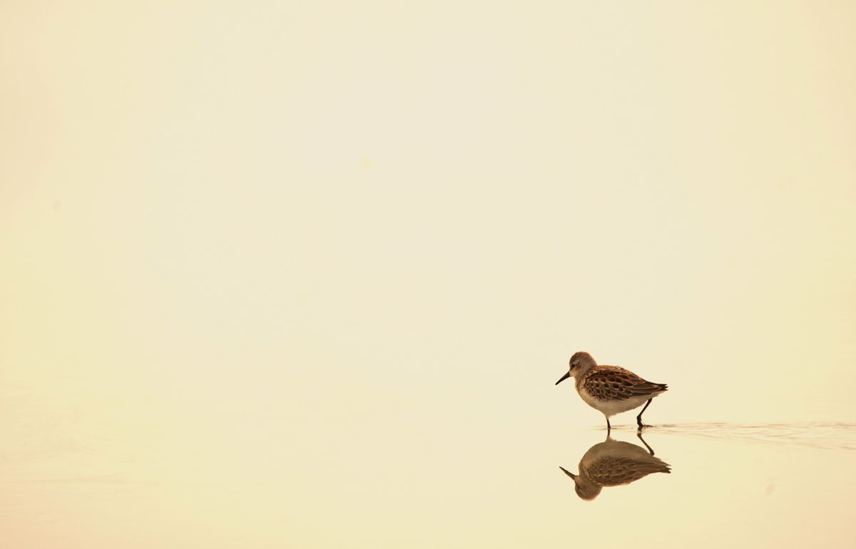 Winning or shortlised image for the The Week Junior Science+Nature Scavenger Hunt contest