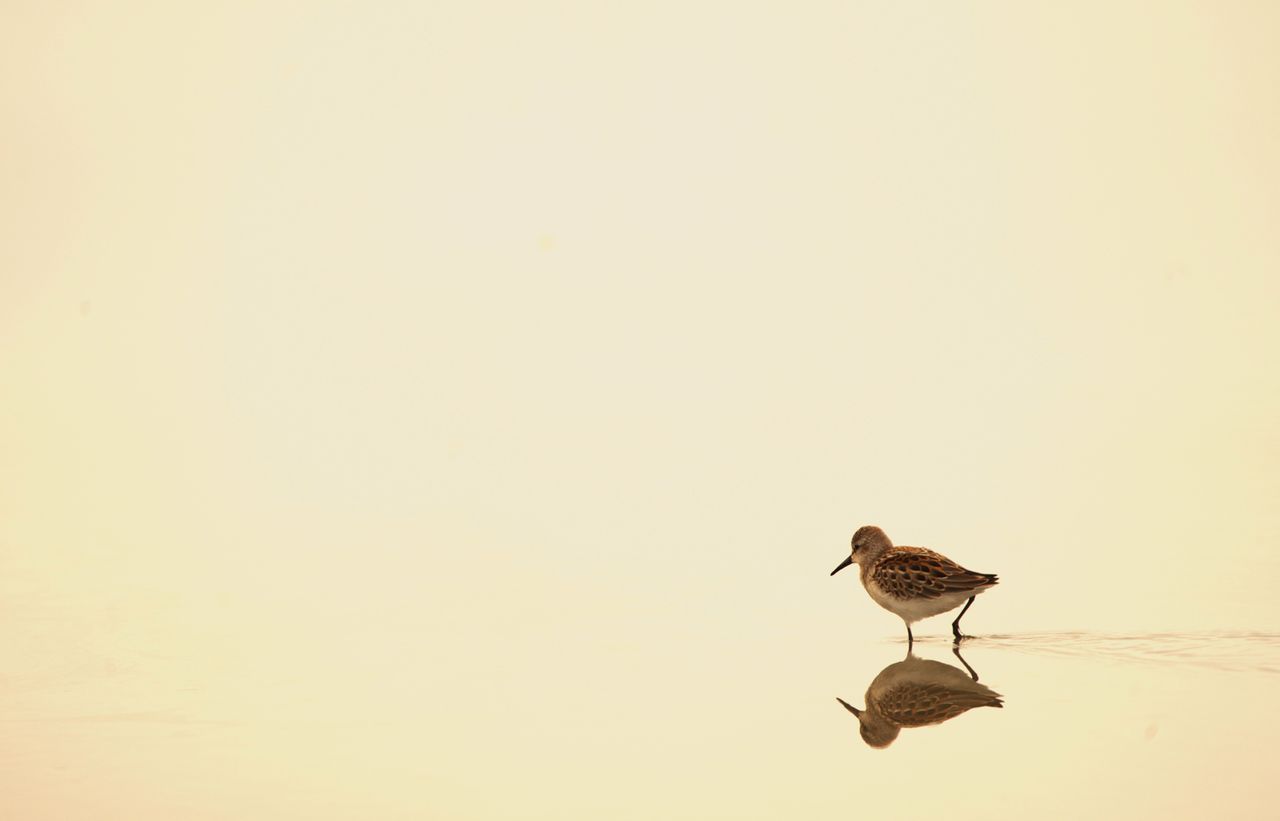 Winning or shortlised image for the The Week Junior Science+Nature Scavenger Hunt contest