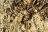 Fossilized billion-year-old stromatolites — structures created by sediment-trapping microbial mats — in California's Death Valley.