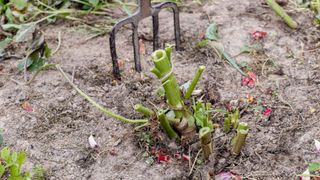 picture of dahlia tubers being digged up for winter