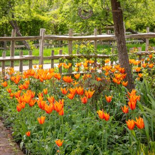 Tulip 'Ballerina'