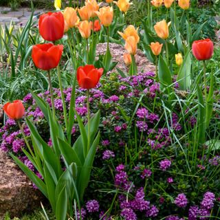 Mid spring garden display made up of 3 colors of tulips surrounding a low growing Daphne plant