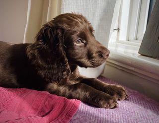 Cocker spaniel puppy lying down