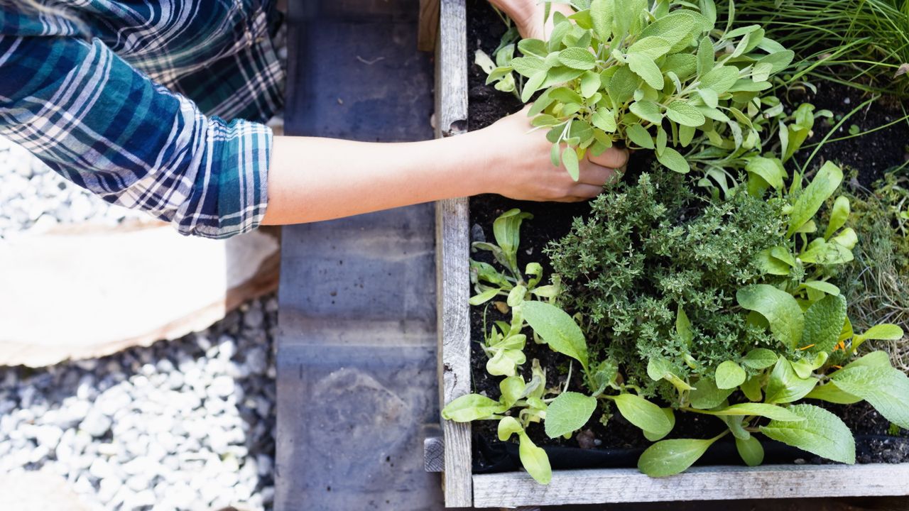 Herb garden 